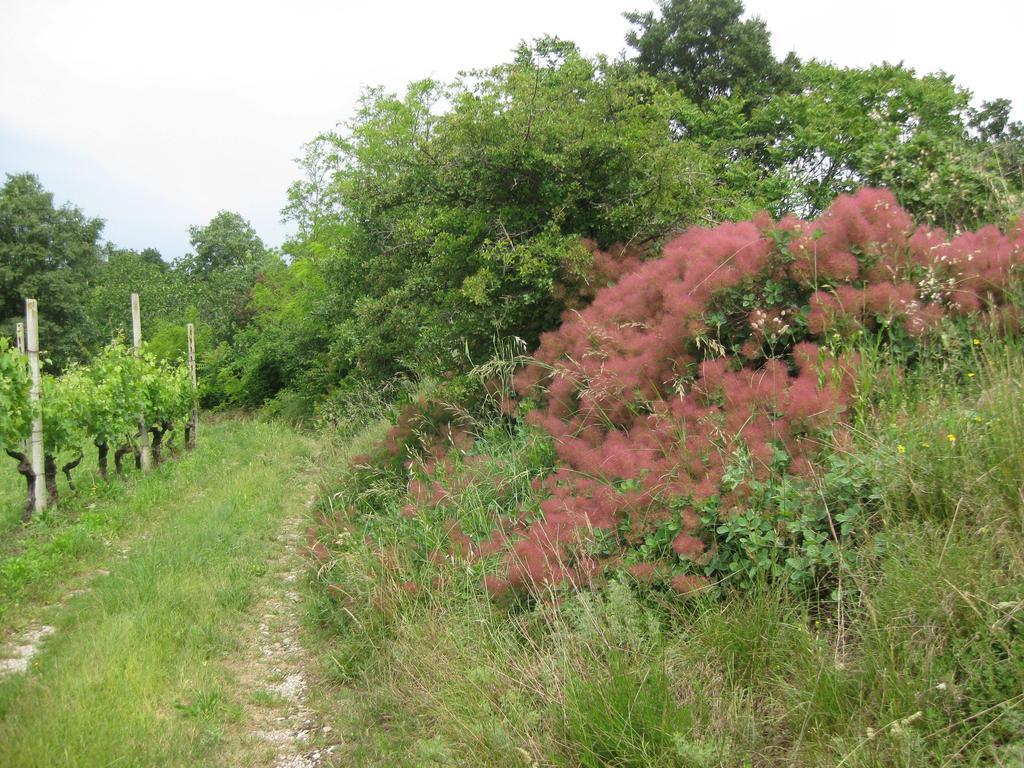 Agriturismo Campagnoletto Cavriana المظهر الخارجي الصورة