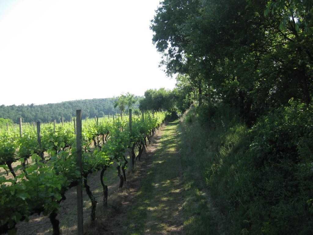 Agriturismo Campagnoletto Cavriana الغرفة الصورة